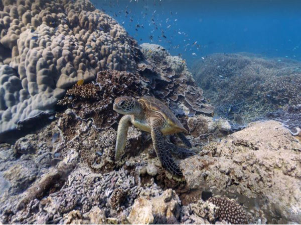 ಗೂಗಲ್ ಸ್ಟ್ರೀಟ್‌ವಿವ್- ಹೆರಾನ್‌ ದ್ವೀಪ, ಆಸ್ಟ್ರೇಲಿಯಾದ ಪ್ರಖ್ಯಾತ ಬ್ಯಾರಿಯರ್‌ ರೀಫ್