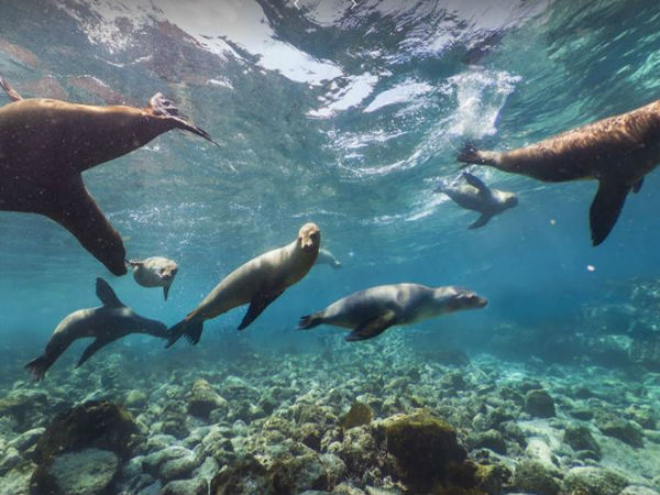 ಗೂಗಲ್‌ ಸ್ಟ್ರೀಟ್ ವ್ಯೂ -ಗಲಪಗೊಸ್ ದ್ವೀಪ, ಕ್ವಾಡರ್‌