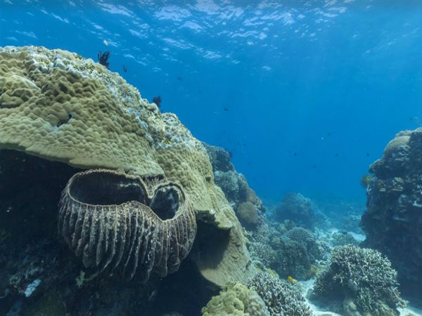 ಗೂಗಲ್‌ ಸ್ಟ್ರೀಟ್ ವ್ಯೂ- ಅಪೊ ದ್ವೀಪ, ಫಿಲಿಫೈನ್ಸ್