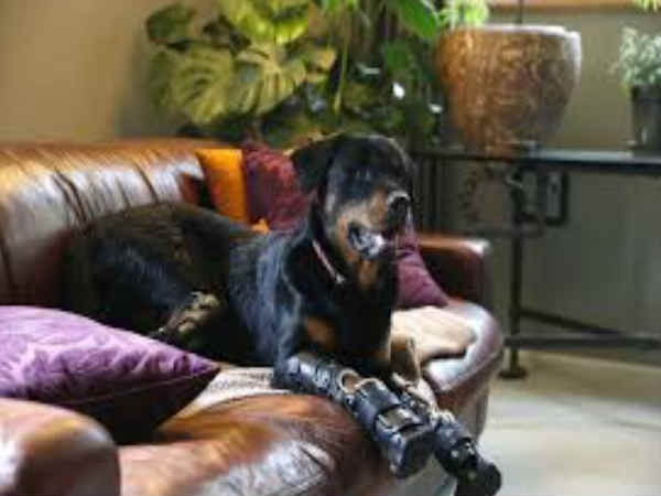 ನಾಯಿಯ ಚೇತರಿಕೆಗೆ ದಿನನಿತ್ಯ ಚಿಕಿತ್ಸೆ.