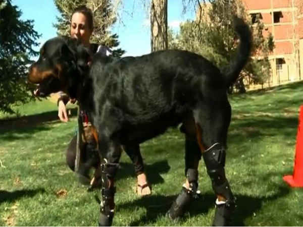  ಓಡಾಡಕ್ಕೆ ಬಿಟ್ಟ ಸಮಯದಲ್ಲಿ ಈ ಘಟನೆ