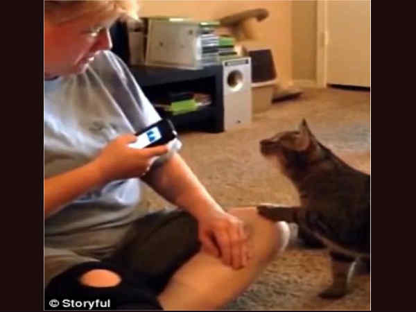 ಸಂದೇಶವು meows, purrs, ಪಿಸುಗುಟ್ಟುವಿಕೆ 