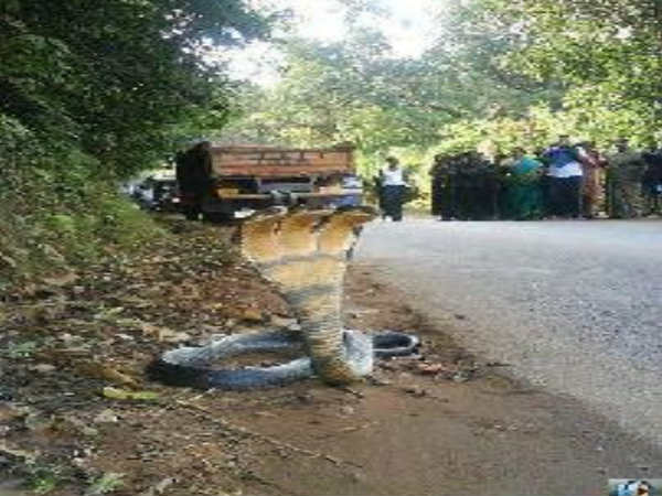 ಮೂರು ತಲೆಯ ಹಾವು