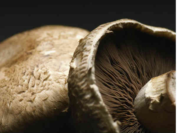 ಅಣಬೆಗಳನ್ನು ಜೀವರಾಶಿಯಾಗಿ ಬಳಸಿಕೊಳ್ಳಲು ಸಿದ್ದತೆ ರೂಪಿಸಿದ್ದಾರೆ