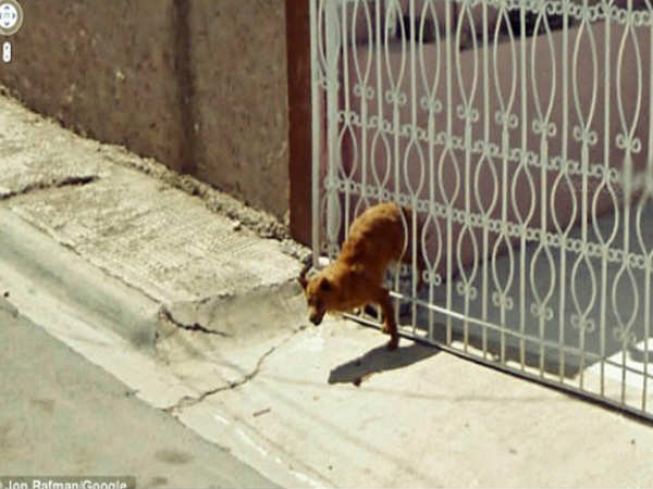 ಹೀಗಾದಾಗ ಗೇಟು ಹಾಕಿದರೂ ಪ್ರಯೋಜನ ಏನು ?