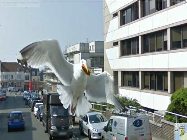 ಅಂತು ಇಂತು ನಮ್ಮ ಸ್ನೇಹಿತ ಆಹಾರ ಕಳ್ಳತನ ಮಾಡೇ ಬಿಟ್ಟ