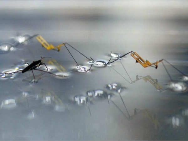 RoboBee RoboBee
