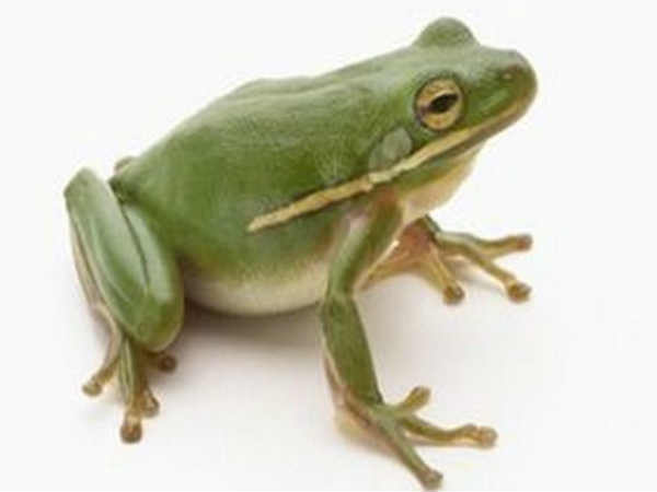 ಕಪ್ಪೆಗಳು ಕಪ್ಪೆಗಳು