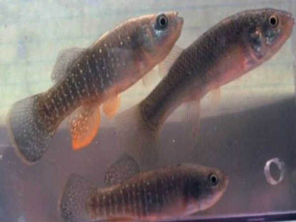 ಮೀನುಗಳು ಮೀನುಗಳು