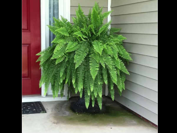 ಬೋಸ್ಟನ್ ಫರ್ನ್(Boston Fern) ಬೋಸ್ಟನ್ ಫರ್ನ್(Boston Fern)