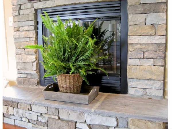 ಕಿಂಬರ್ಲಿ ಕ್ವೀನ್ ಫರ್ನ್ (Kimberly queen fern) ಕಿಂಬರ್ಲಿ ಕ್ವೀನ್ ಫರ್ನ್ (Kimberly queen fern)