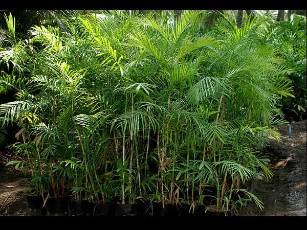 ಬಂಬೂ ಪಾಂ (Bamboo palm) ಬಂಬೂ ಪಾಂ (Bamboo palm)