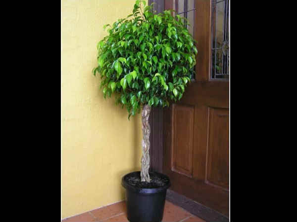 ವೀಪಿಂಗ್ ಫಿಗ್(Weeping fig) ವೀಪಿಂಗ್ ಫಿಗ್(Weeping fig)
