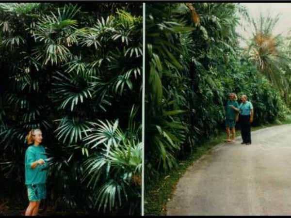 ಬ್ರಾಡ್ಲೀಫ್ ಲೇಡಿ ಪಾಮ್ (Broadleaf lady palm) ಬ್ರಾಡ್ಲೀಫ್ ಲೇಡಿ ಪಾಮ್ (Broadleaf lady palm)