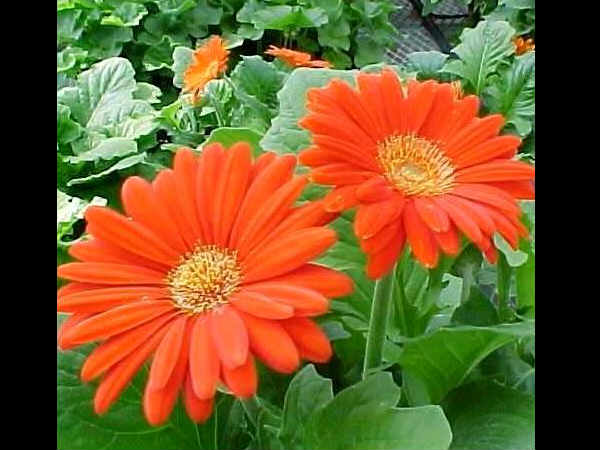 ಬಾರ್ಬರ್ಟನ್ ಡೈಸಿ (Barberton daisy) ಬಾರ್ಬರ್ಟನ್ ಡೈಸಿ (Barberton daisy)