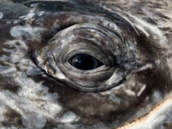 ವೇಲ್‌ನ ಕಣ್ಣು