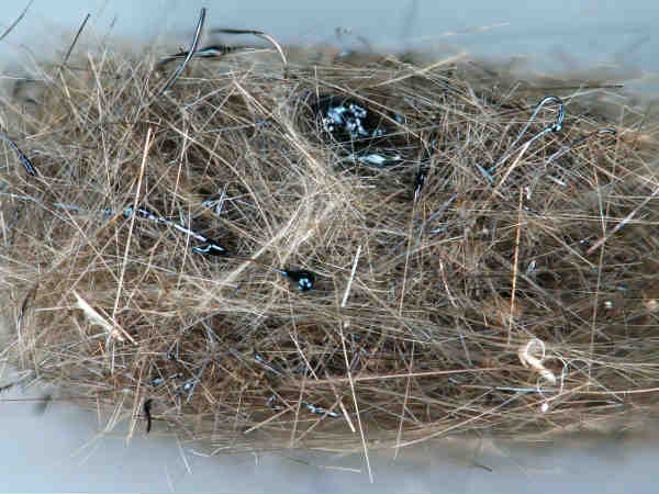 ಪೆಲ್ಸ್ ಹೇರ್ ಲಾವಾ ಪೆಲ್ಸ್ ಹೇರ್ ಲಾವಾ