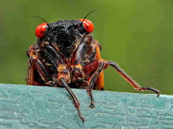 ಸಿಂಕ್ರೊನೈಜ್ ಹೋರ್ಡ್ಸ್