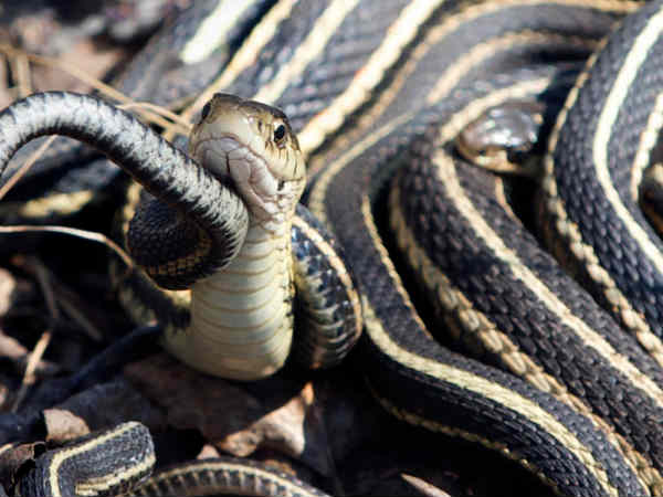 ದೈತ್ಯ ಹಾವುಗಳು ದೈತ್ಯ ಹಾವುಗಳು