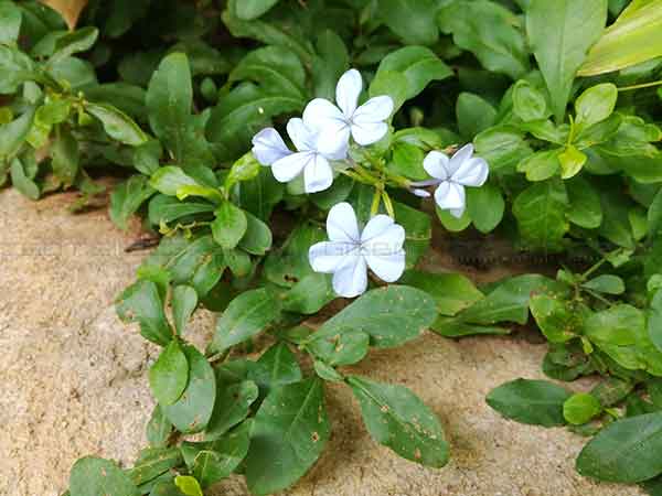 ಬಣ್ಣಗಳನ್ನು ಹಿಡಿದಿಡುವ ಸಾಮರ್ಥ್ಯ