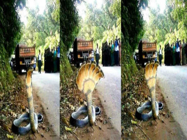 ಮೂರು ತಲೆಯ ಸರ್ಪ ಮೂರು ತಲೆಯ ಸರ್ಪ