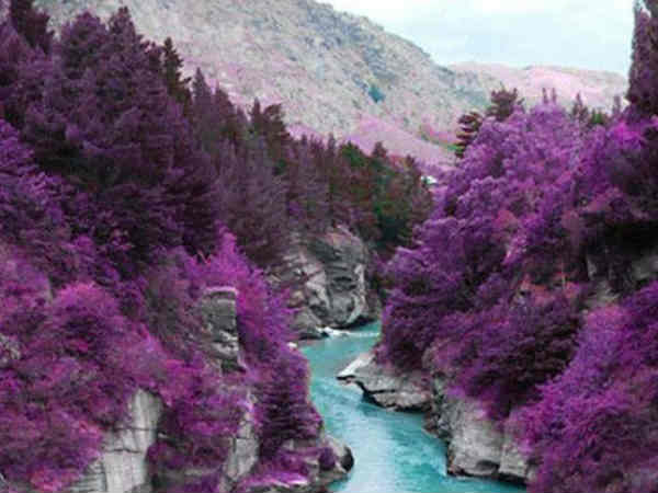 ಸ್ಕಾಟ್‌ಲ್ಯಾಂಡ್‌ನ ನೇರಳೆ ಕಾಡು