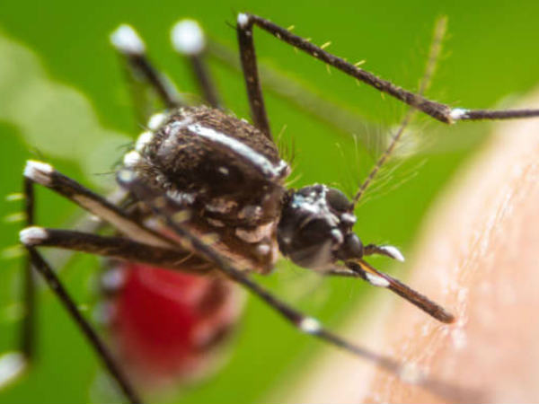 ಮುಳ್ಳನ್ನು ಮುಳ್ಳಿನಿಂದಲೇ ತೆಗೆಯಬೇಕು: