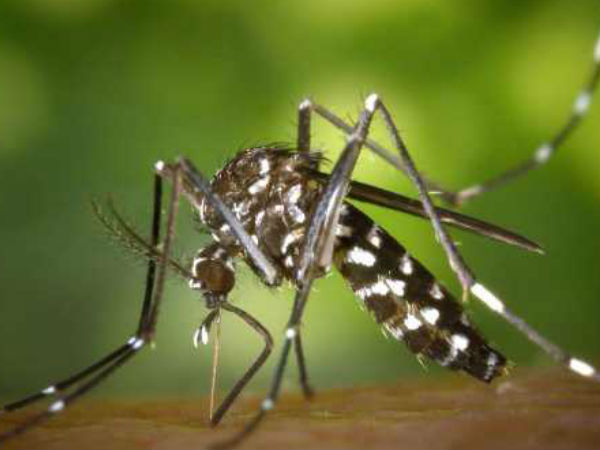 ಡೇಂಗ್ಯೂ-ಚಿಕೂನ್ ಗುನ್ಯ ತಡೆಯಲು ಸಹಾಯಕಾರಿ:
