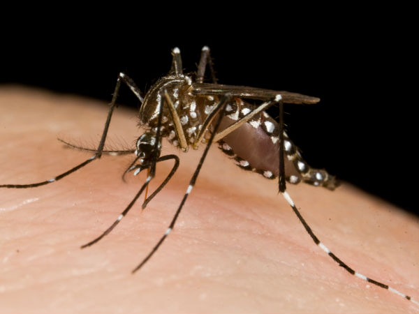 ಗೂಗಲ್ ಬಿಟ್ಟಿರುವುದು ಗಂಡು ಸೊಳ್ಳೆಗಳನ್ನು: