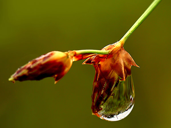 ಮ್ಯಾಕ್ರೋ ಮೋಡ್