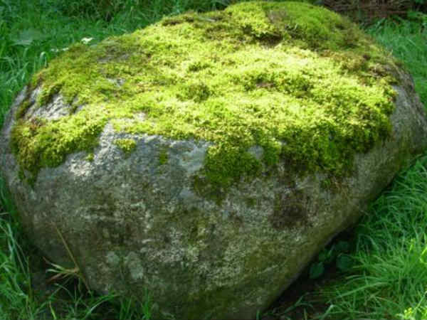 ಮೊದಲು ಪಾಚಿಗಳ ಬೆಳವಣಿಗೆ