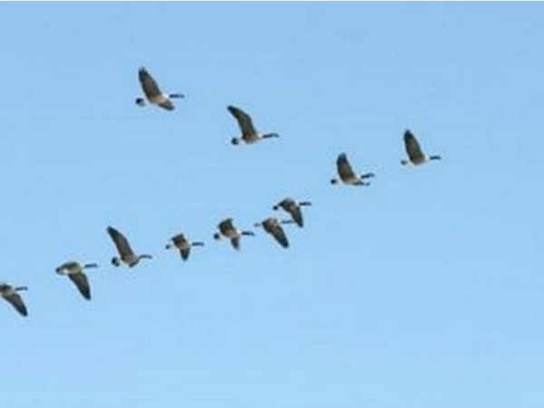 ಪ್ರಾಣಿಗಳ ವಲಸೆ