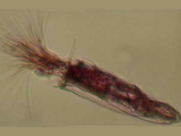 ಆಮ್ಲಜನಕ ಇಲ್ಲದೇ ಬದುಕುವ ಪ್ರಾಣಿ 