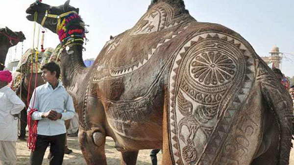 ಚಿತ್ರ ವಿಚಿತ್ರ ಕಟಿಂಗ್ ಮಾಡಿಸ್ಕೋಳೊರು ಒಮ್ಮೆ ನೋಡಿಬಿಡಿ!