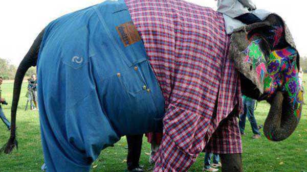 ಆನೆಗೆ ಬಟ್ಟೆ ಹೊಲಿಸೊ ಪ್ರೀತಿ ನಮ್ನ ಬಿಟ್ಟು ಯಾರಿಗಿದೆ? 