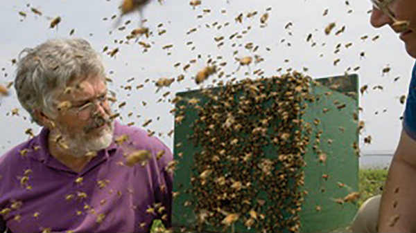 ಜೇನುನೊಣಗಳೇ ಸ್ಫೂರ್ತಿ!! 