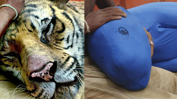 #4 ಲೈಫ್ ಆಫ್‌ ಪೈ