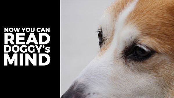 ನಾಯಿಯ ಮನಸ್ಸನ್ನು ಓದುವಿಕೆ (Dog mind reader )