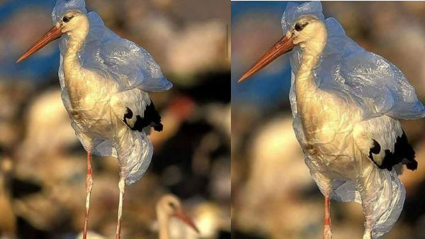 ಪ್ಲಾಸ್ಟಿಕ್ ಸುತ್ತಕೊಂಡ ಕೊಕ್ಕರೆ: