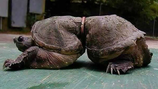 ಅರ್ಧಕ್ಕೆ ಸಿಕ್ಕಿಕೊಂಡ ಆಮೆ: