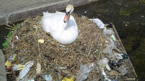 ಮೊಟ್ಟೆ ಎಲ್ಲಿಟ್ಟಿದೆ ನೋಡಿ: