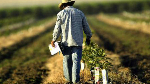 ಮೈಕ್ರೋಚಿಪ್ ಅಳವಡಿಕೆ ಉಚಿತ? 