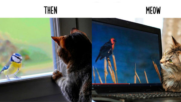 5. ಹಕ್ಕಿಗಳ ವೀಕ್ಷಣೆ