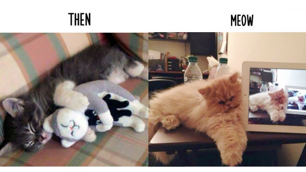 8. ಟೆಡ್ಡಿ ಬೆರ್ ಮತ್ತು ಬೆಕ್ಕು