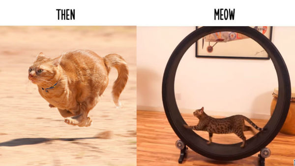 11. ಎಲ್ಲಿ ಓಡಲಿ