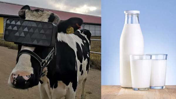 ಸ್ಟ್ರಕ್ಚರಲ್ ಫೀಚರ್: ಸ್ಟ್ರಕ್ಚರಲ್ ಫೀಚರ್: