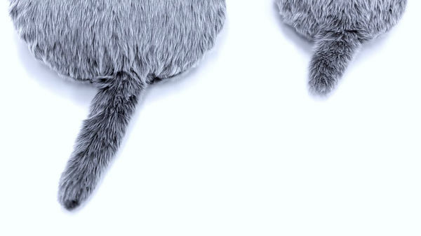 ಪೆಟಿಟ್ ಕೂಬೊ