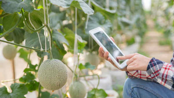 ಬೆಳೆ ಮಾಹಿತಿ ಬೆಳೆ ಮಾಹಿತಿ