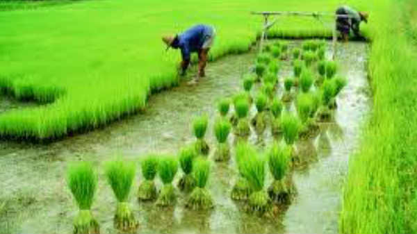 ಕೀಟಗಳ ಮಾಹಿತಿ ಕೀಟಗಳ ಮಾಹಿತಿ