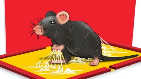 Rat killing trap: ಇಲಿ ಕೊಲ್ಲುವ ಟ್ರ್ಯಾಪ್ ಮಾರಾಟದ ಮೇಲೆ ನಿರ್ಬಂಧ! 